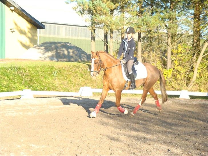 Anden særlig race Flying Buster billede 1