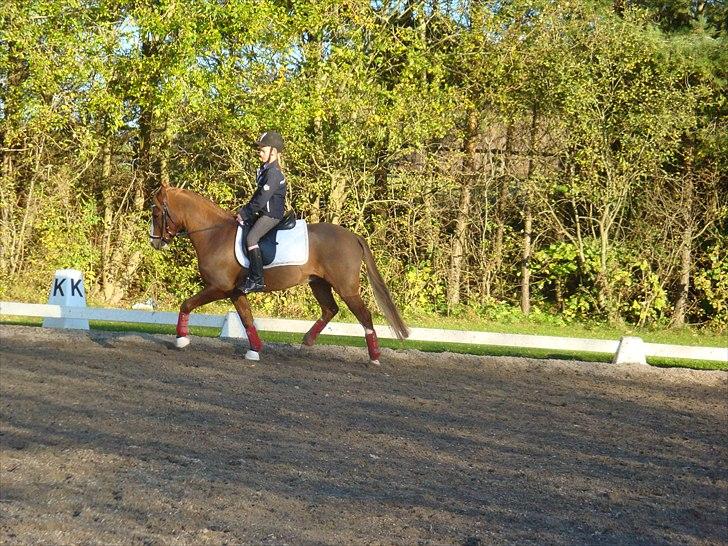 Anden særlig race Flying Buster billede 5