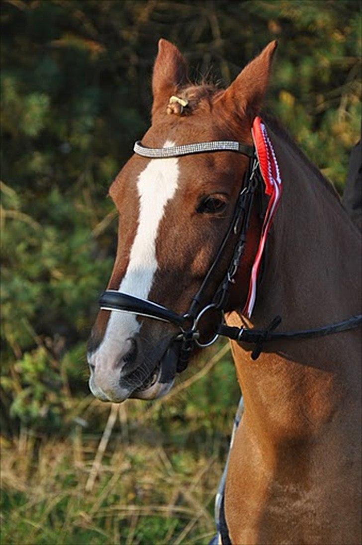 Anden særlig race Flying Buster billede 8
