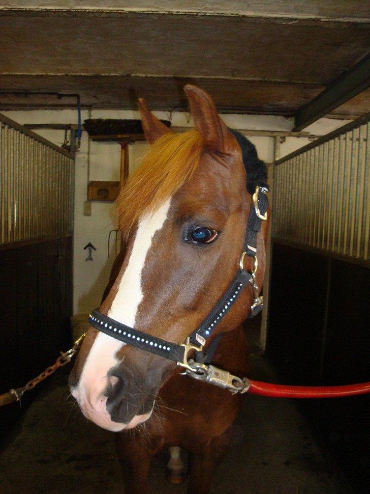 Anden særlig race Flying Buster billede 10