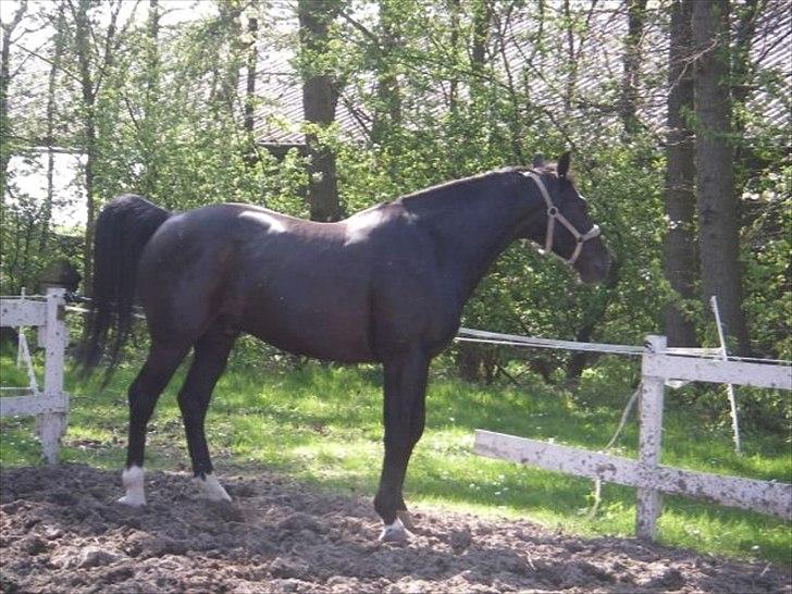 Oldenborg Lexus R.I.P billede 4