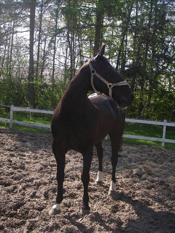 Oldenborg Lexus R.I.P billede 6