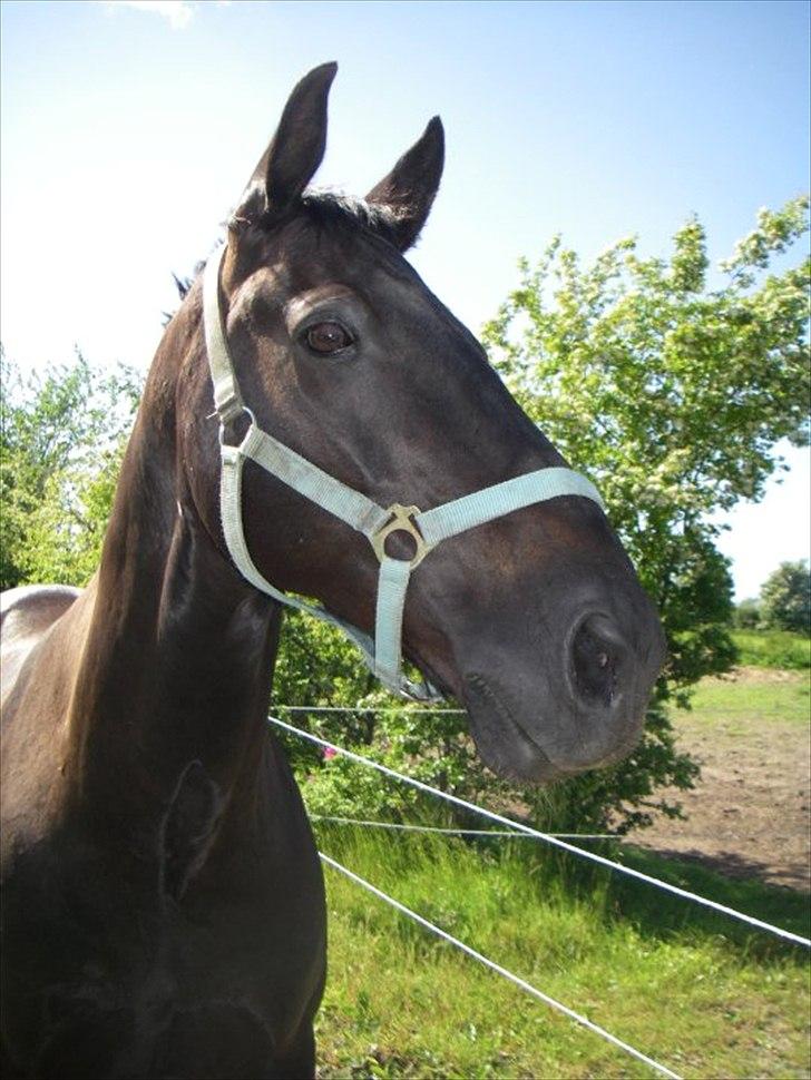 Oldenborg Lexus R.I.P billede 7