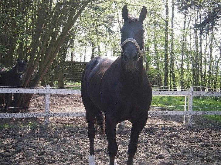 Oldenborg Lexus R.I.P billede 9