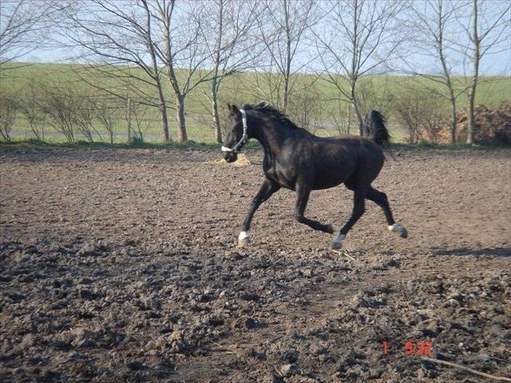 Oldenborg Lexus R.I.P billede 11