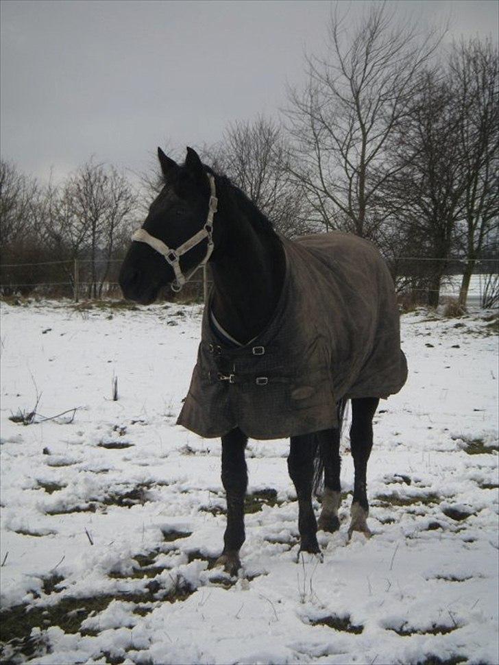 Oldenborg Lexus R.I.P billede 12