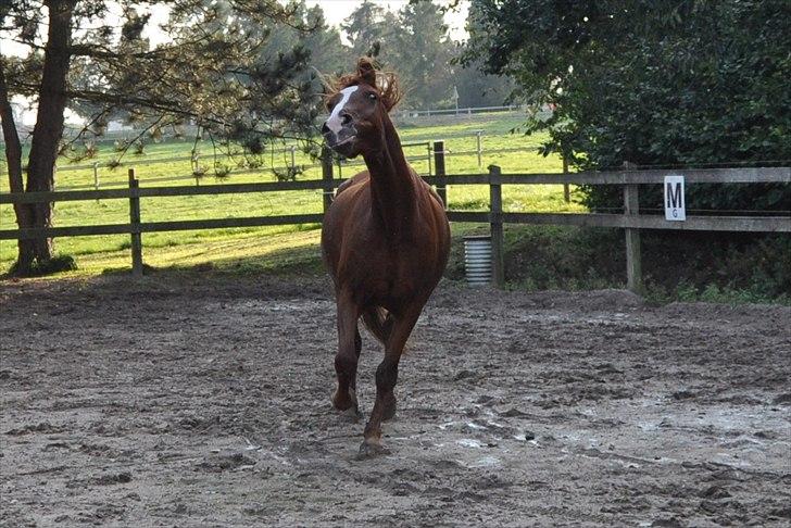 Hollandsk Varmblod ¨˜”°º• Rosa•º°”˜¨ Elsket & savnet. - ''Leg for hestens skyld!'' billede 18