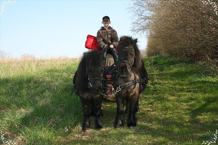 Shetlænder speedy - speedy er den store ;) (til højre) billede 15