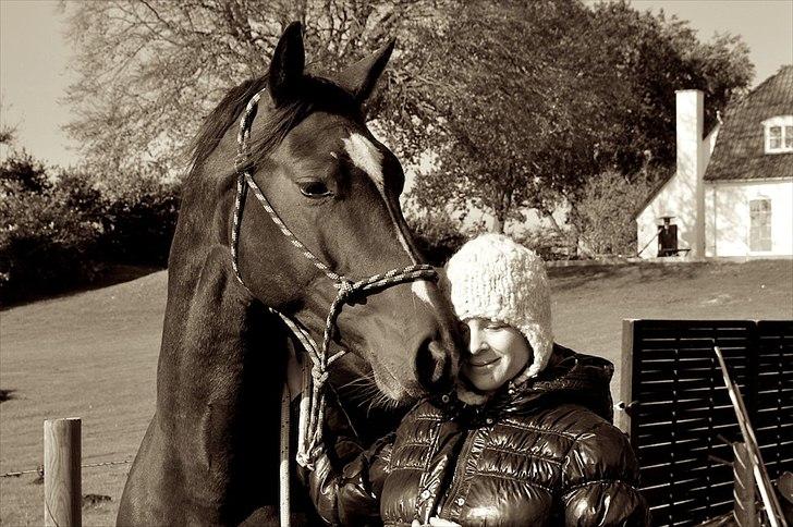 Dansk Varmblod Kronborgs Deco - HINGST - nov 2010 billede 8