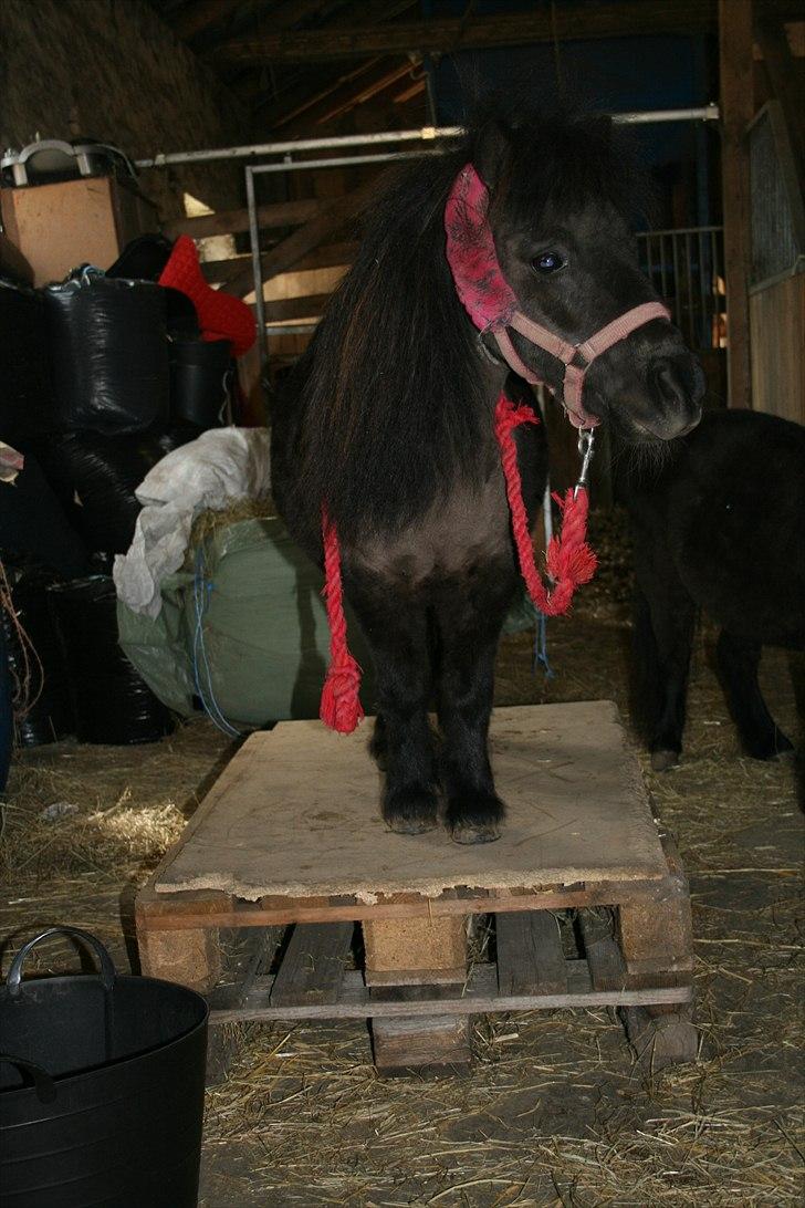 Shetlænder Donna af bommose billede 16