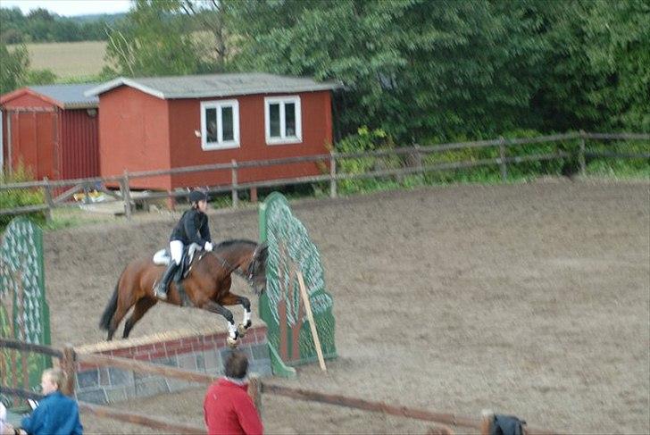 New Forest Sandie Ladager  billede 19