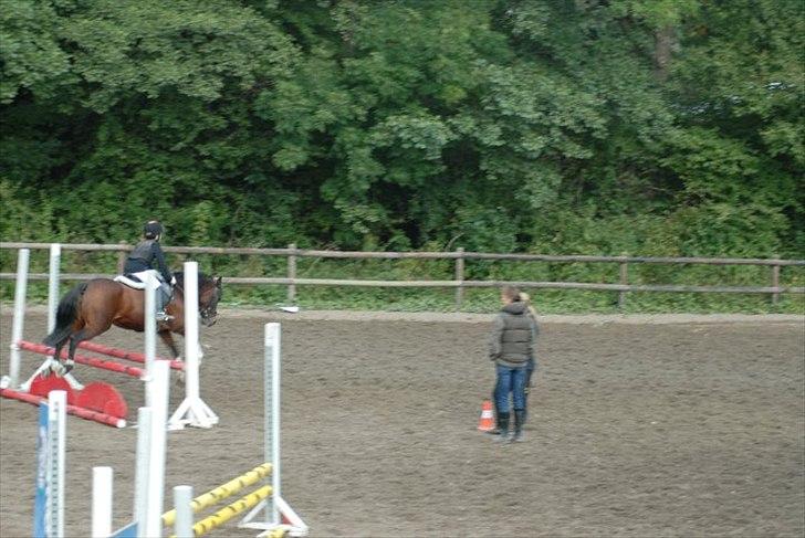 New Forest Sandie Ladager  billede 20