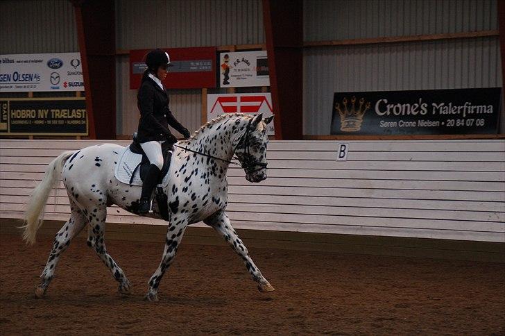 Knabstrupper Sartors Combat Warrior II - Vores første klasse Okt. 2010 billede 12