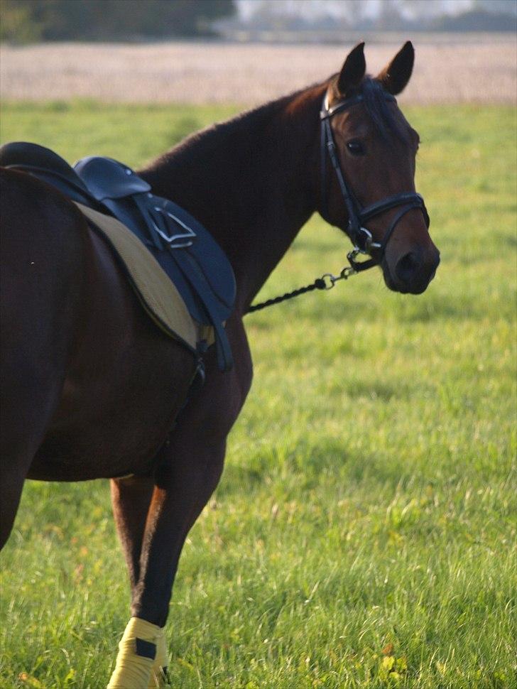 Anden særlig race annabell billede 18