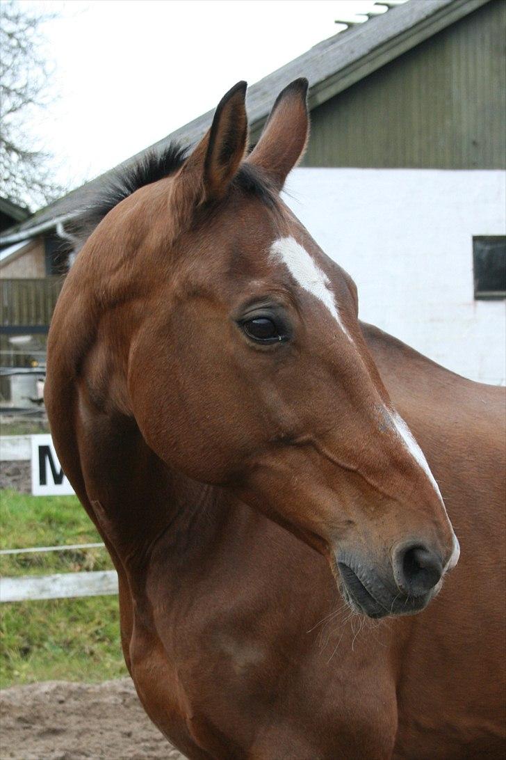 Dansk Varmblod Goldie R.I.P )': - Goldie på en glad dag.. :) billede 1