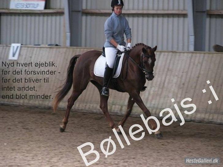 Hollandsk Sportspony Simone  - Bøllebajs :i billede 2