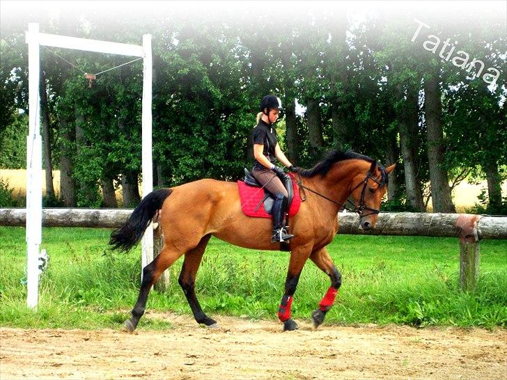 Dansk Varmblod Tatiana (Vildkat) - Træning med prinsessen hjemme :i billede 1