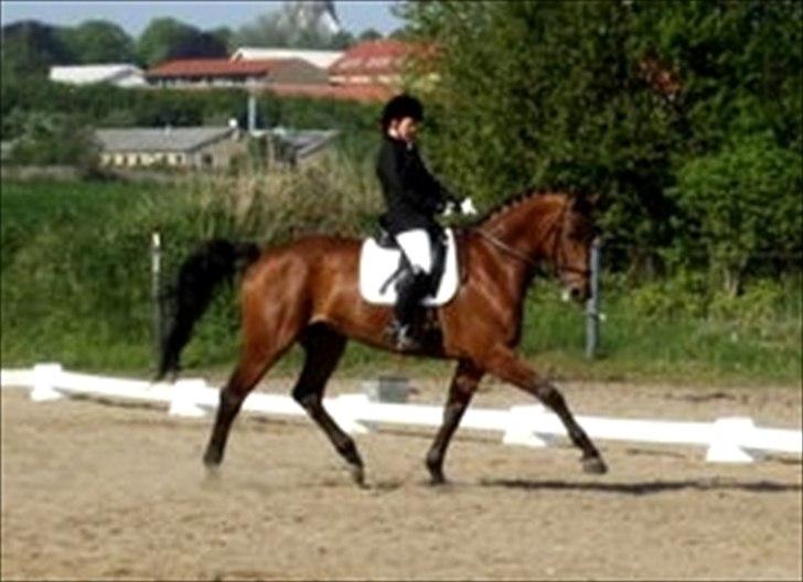 Dansk Varmblod Tatiana (Vildkat) - Stævne i Broager på tøsen :i billede 2