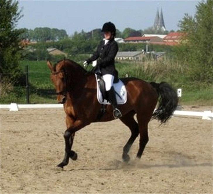 Dansk Varmblod Tatiana (Vildkat) - Stævne i Broager på tøsen :i billede 3