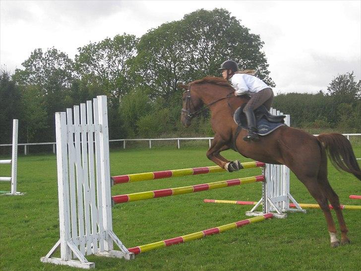Anden særlig race Daisy - Billede er taget i 2011 billede 15