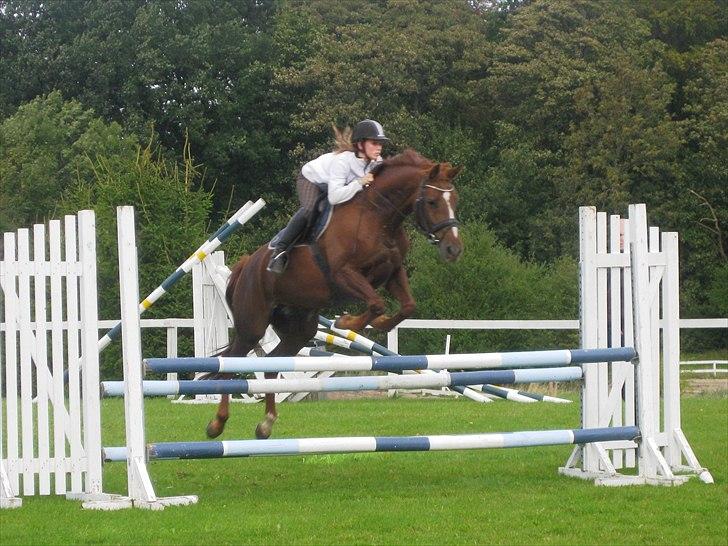 Anden særlig race Daisy - Billede er taget i 2011 billede 16