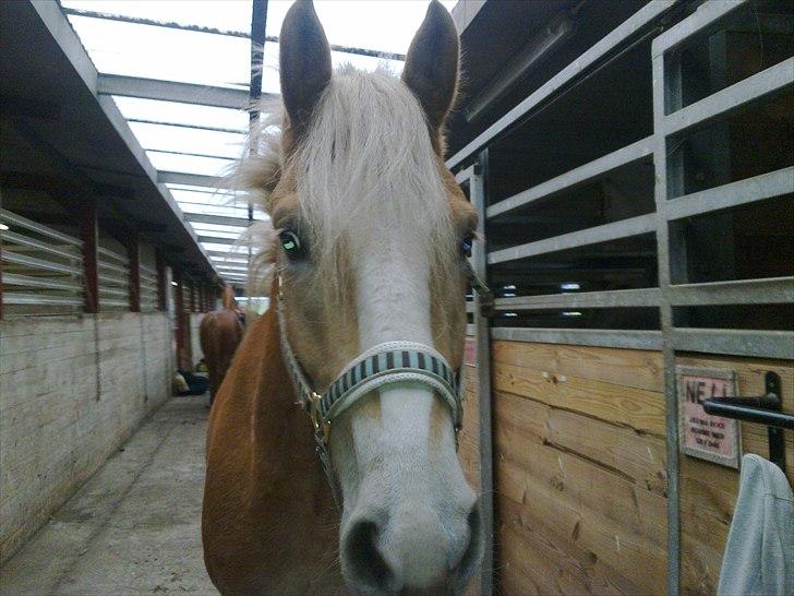 Tyroler Haflinger Aron II "BEBSEN" billede 14