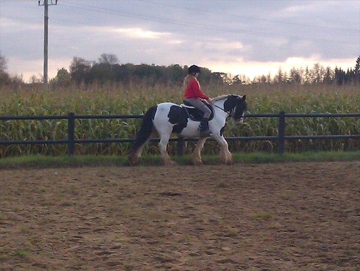 Irish Cob Elvis billede 6
