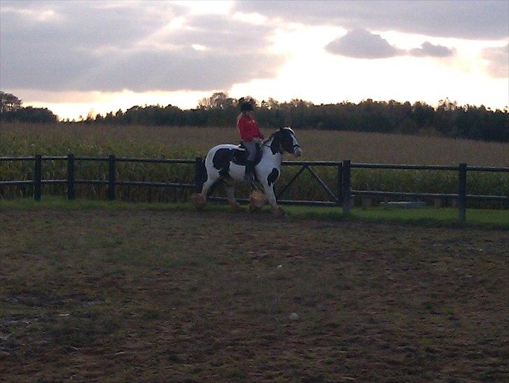 Irish Cob Elvis billede 7