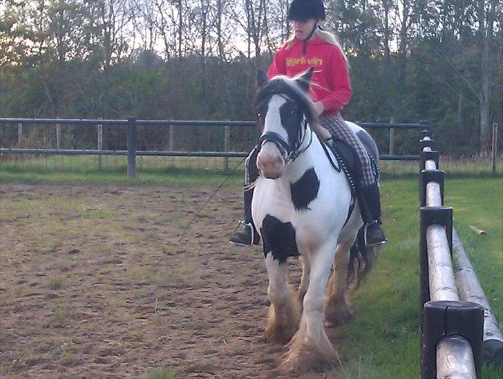 Irish Cob Elvis billede 9