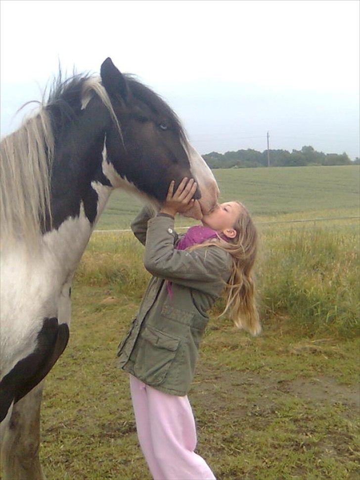 Irish Cob Elvis billede 11