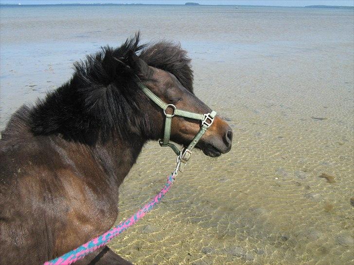 Anden særlig race Makker <3<3 - så er det vand tid sommer 2010 billede 10