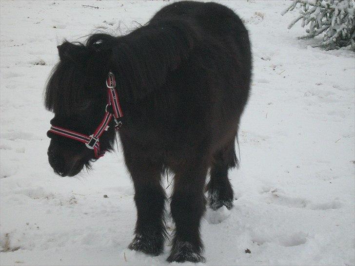 Anden særlig race Makker <3<3 - vinteren 2010 billede 17
