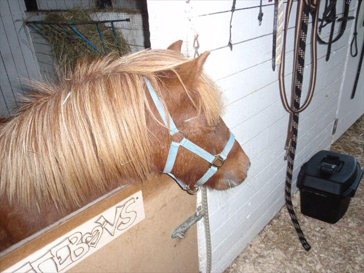 Anden særlig race tyttebøvs - Hendes nye grime:) billede 14