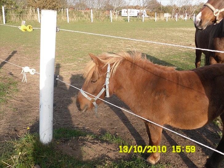 Anden særlig race tyttebøvs billede 15