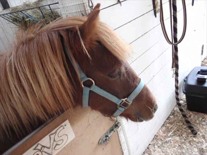 Anden særlig race tyttebøvs billede 16