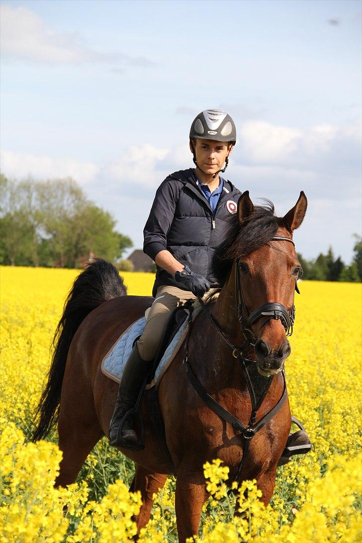 Holstener Rocco billede 5