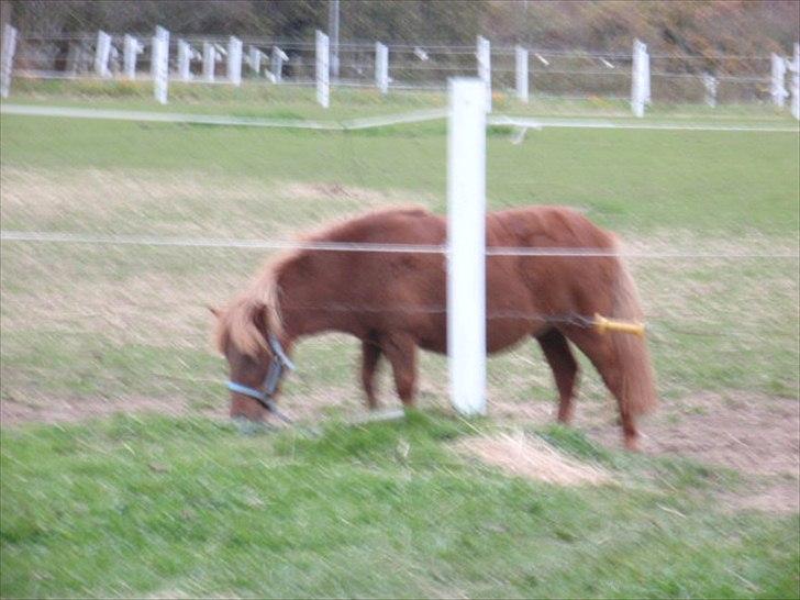 Anden særlig race tyttebøvs billede 17