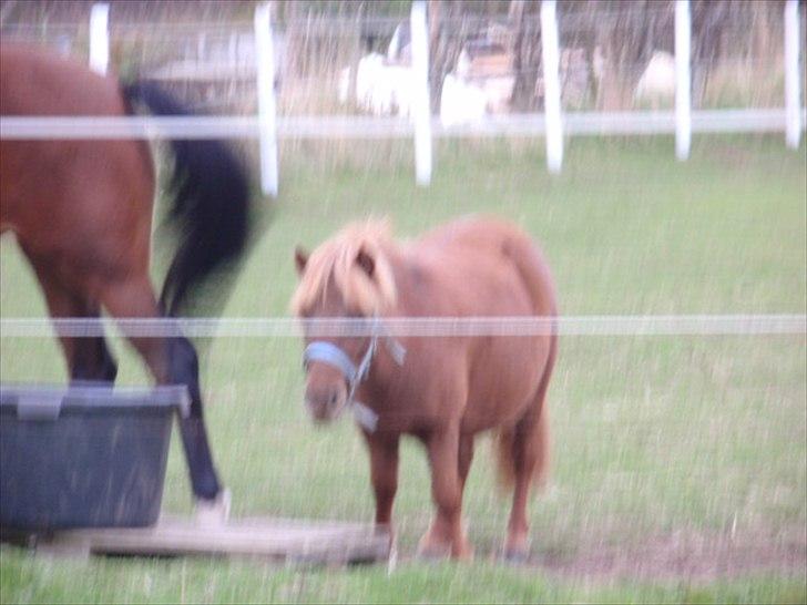 Anden særlig race tyttebøvs billede 18