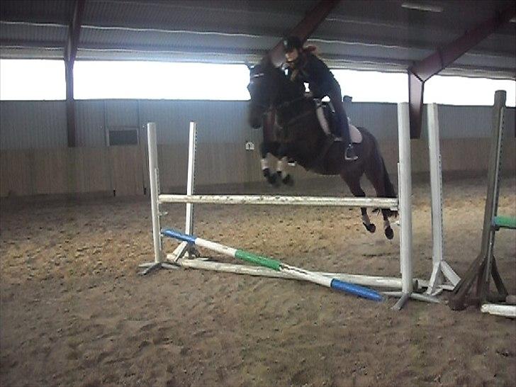 Hannoveraner Shakira (gl. part) billede 20