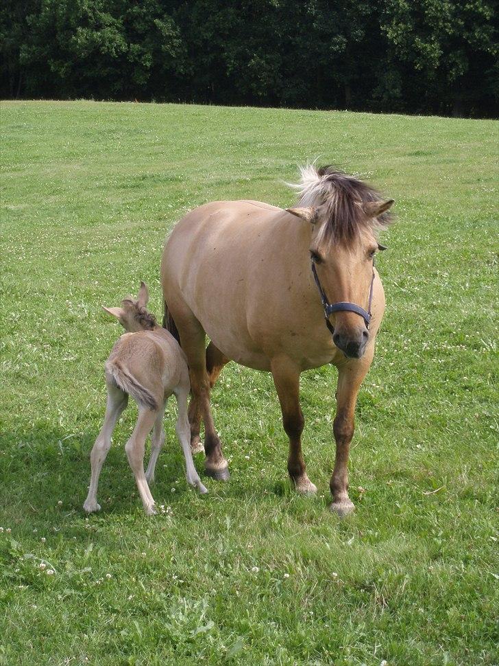 Anden særlig race Chila - chila med fem timer gammel føl billede 4