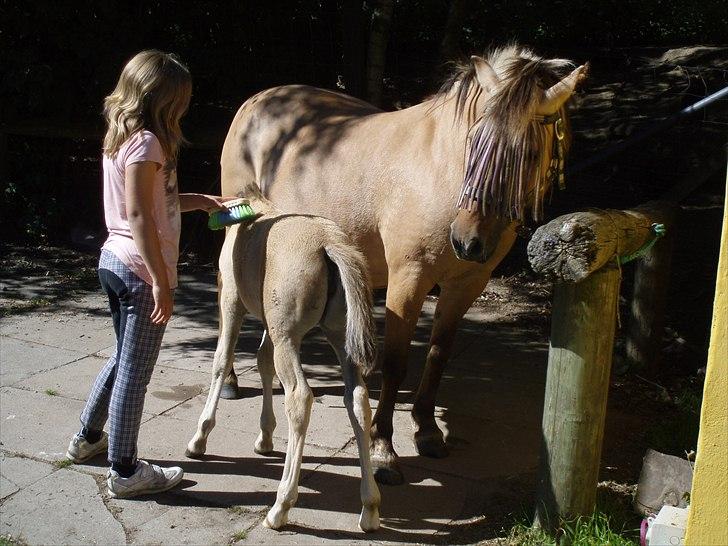 Anden særlig race Chila - mig,chila og to dage gammel cocio billede 9