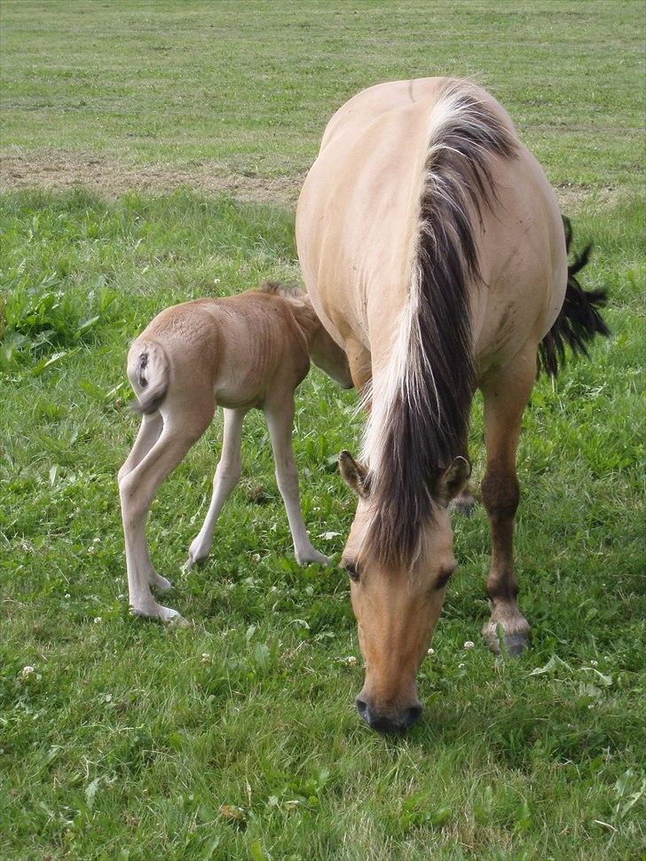 Anden særlig race Chila - chila med fem timer gammel føl billede 10