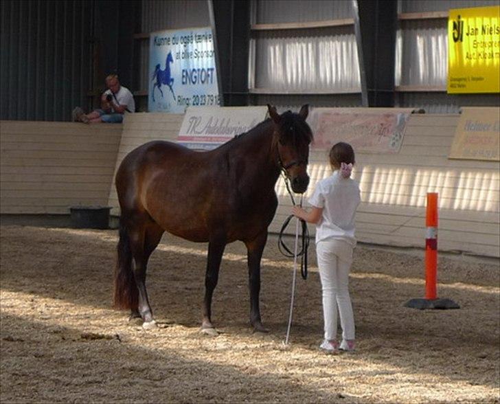 New Forest Lundemarksgaards Hera Ophelia - 4) Hera og mig til mønstring. Foto: ?  billede 4