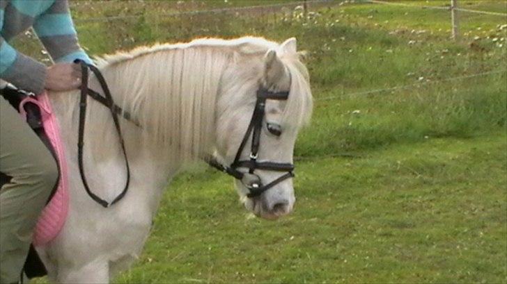 Welsh Mountain (sec A) Freja... R.I.P. billede 9