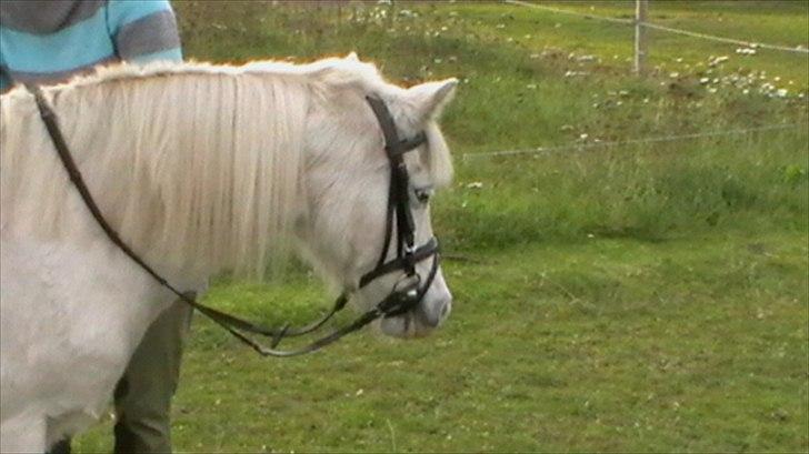 Welsh Mountain (sec A) Freja... R.I.P. billede 10