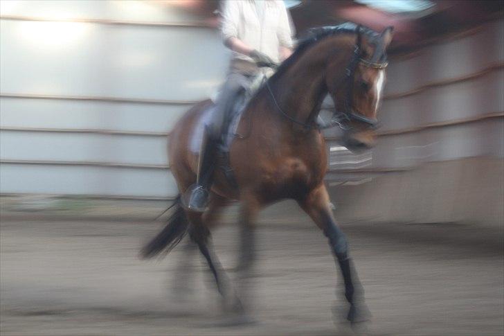 Dansk Varmblod La petite - sensommer/efterår 2010 brørup da jeg havde besøg af Maria :) billede 10