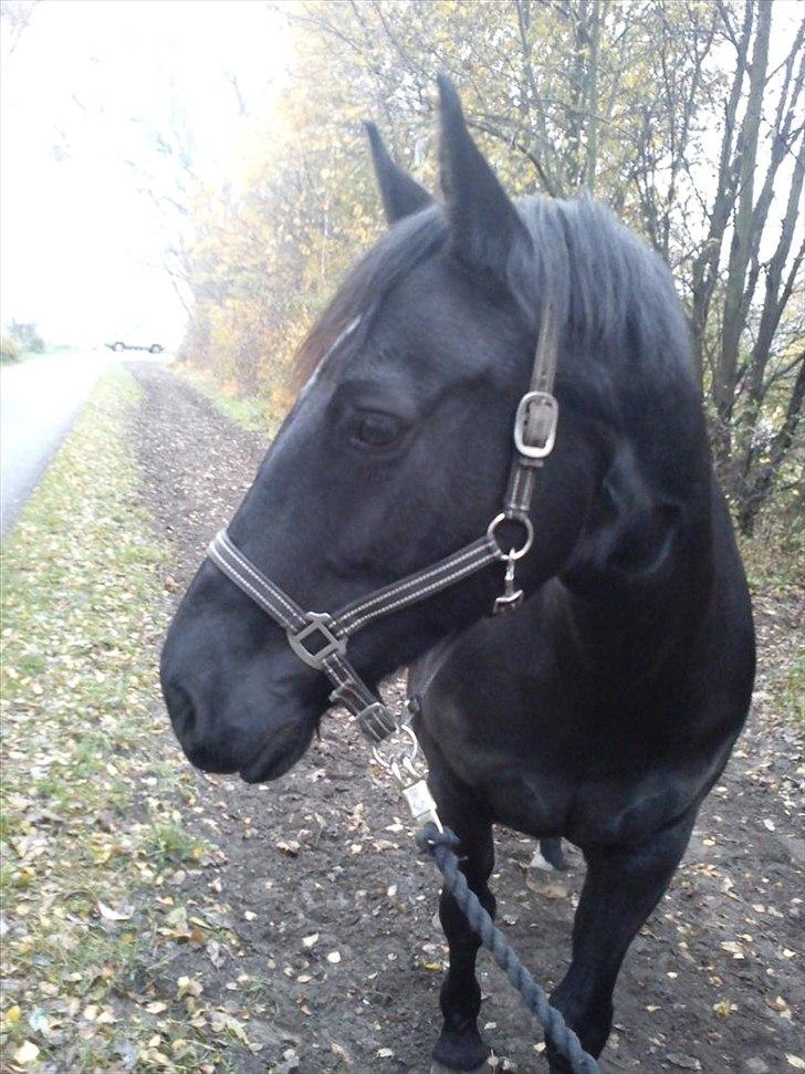 Oldenborg Smilla billede 4