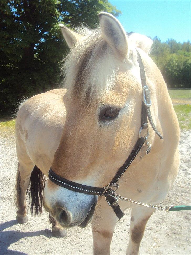 Fjordhest Bamse R.I.P - foto miiq, et lille sommer billed af Bamse billede 5