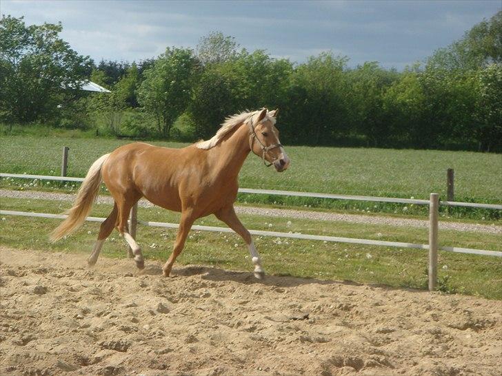 Palomino Cholé *Avlshoppe - 2007. 4 år. billede 28