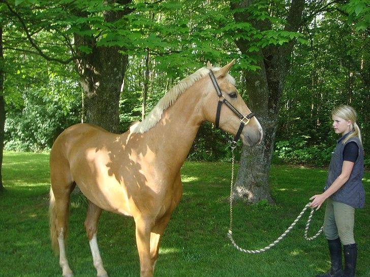 Palomino Cholé *Avlshoppe - 2007 lige da jeg havde fået hende  billede 29